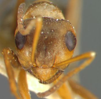 Media type: image; Entomology 34595   Aspect: head frontal view